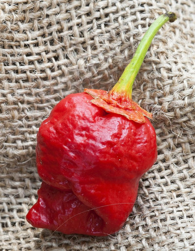 Bubblegum 7 Pot Scorpion Super Hot Pepper Premium Seed Packet