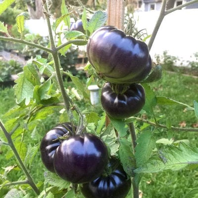 Blackbeauty beefsteak heirloom tomato premium seed packet