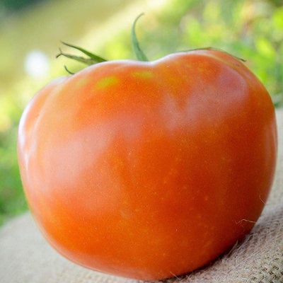 Rutgers the legendary jersey tomato premium seed packet 