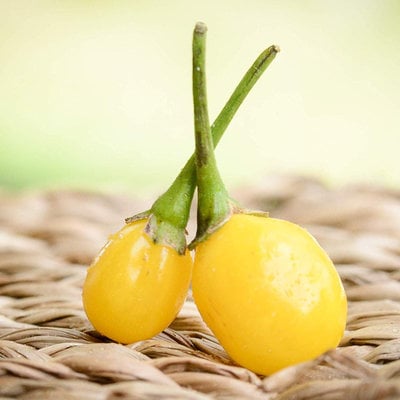 Yellow wiri wiri heirloom pepper premium seed packet + more