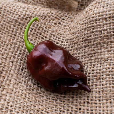 Chocolate scotch bonnet heirloom pepper premium seed packet