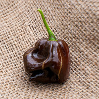 Chocolate Scotch Bonnet Heirloom Pepper Premium Seed Packet - Thumbnail 2
