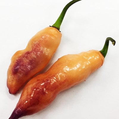 Pink tiger pepper dark foliage premium seed packet