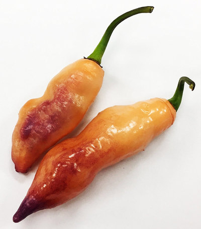 Pink Tiger Pepper Dark Foliage Premium Seed Packet