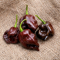 Chocolate Scotch Bonnet Heirloom Pepper Premium Seed Packet - Thumbnail 4