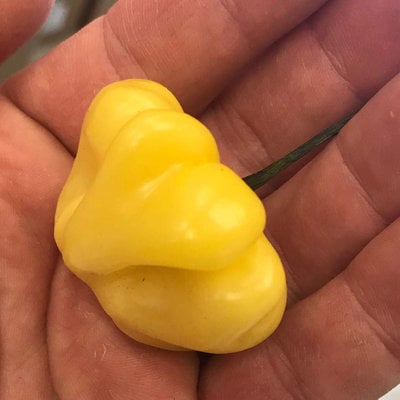 Aji brazilian starfish yellow hot pepper premium seed packet + more