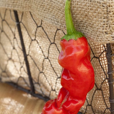 Peter chili willy heirloom pepper premium seed packet