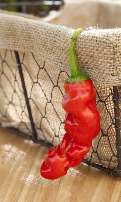 Peter Chili Willy Heirloom Pepper Premium Seed Packet