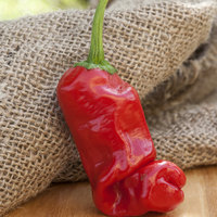 Peter Chili Willy Heirloom Pepper Premium Seed Packet - Thumbnail 1