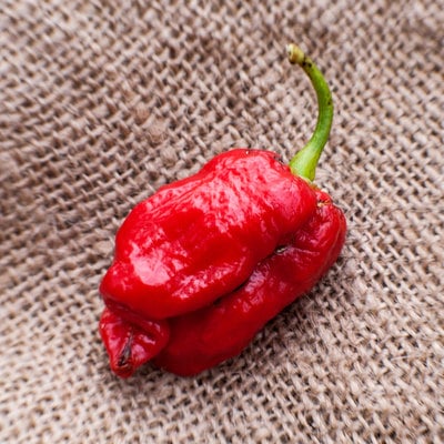 Congo sr gigantic 7pot trinidad heirloom pepper premium seed packet