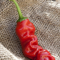 Peter Chili Willy Heirloom Pepper Premium Seed Packet - Thumbnail 2