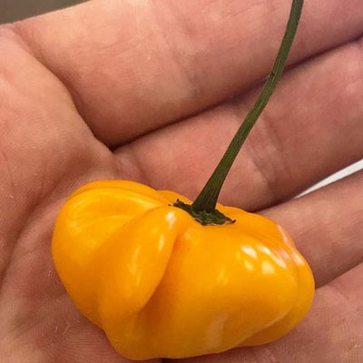 Aji brazilian starfish orange hot pepper premium seed packet + more