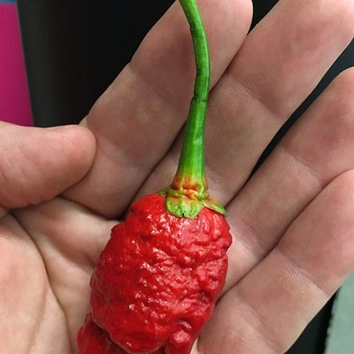 Bleeding borg 9 pepper premium seed packet