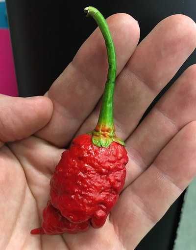 Bleeding Borg 9 Pepper Premium Seed Packet