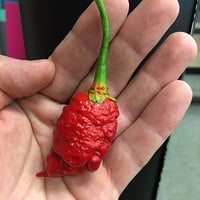 Bleeding Borg 9 Pepper Premium Seed Packet - Thumbnail 1