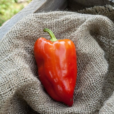 Feher ozon feherozon hungarian sweet paprika pepper premium seed packet