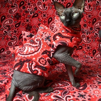 Gargoyles - trippie redd