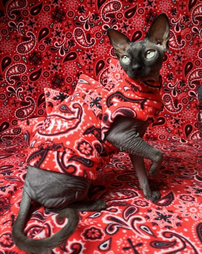 Gargoyles - Trippie Redd