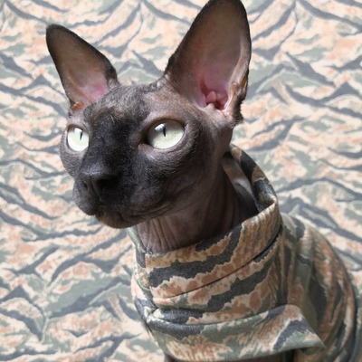 You really, really can't see me