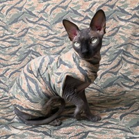 You Really, Really Can't See Me - Thumbnail 2