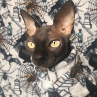 What a Tangled Web We Weave - Thumbnail 1