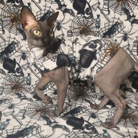 What a Tangled Web We Weave - Thumbnail 2