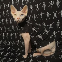 The Skeleton Dance - Thumbnail 1