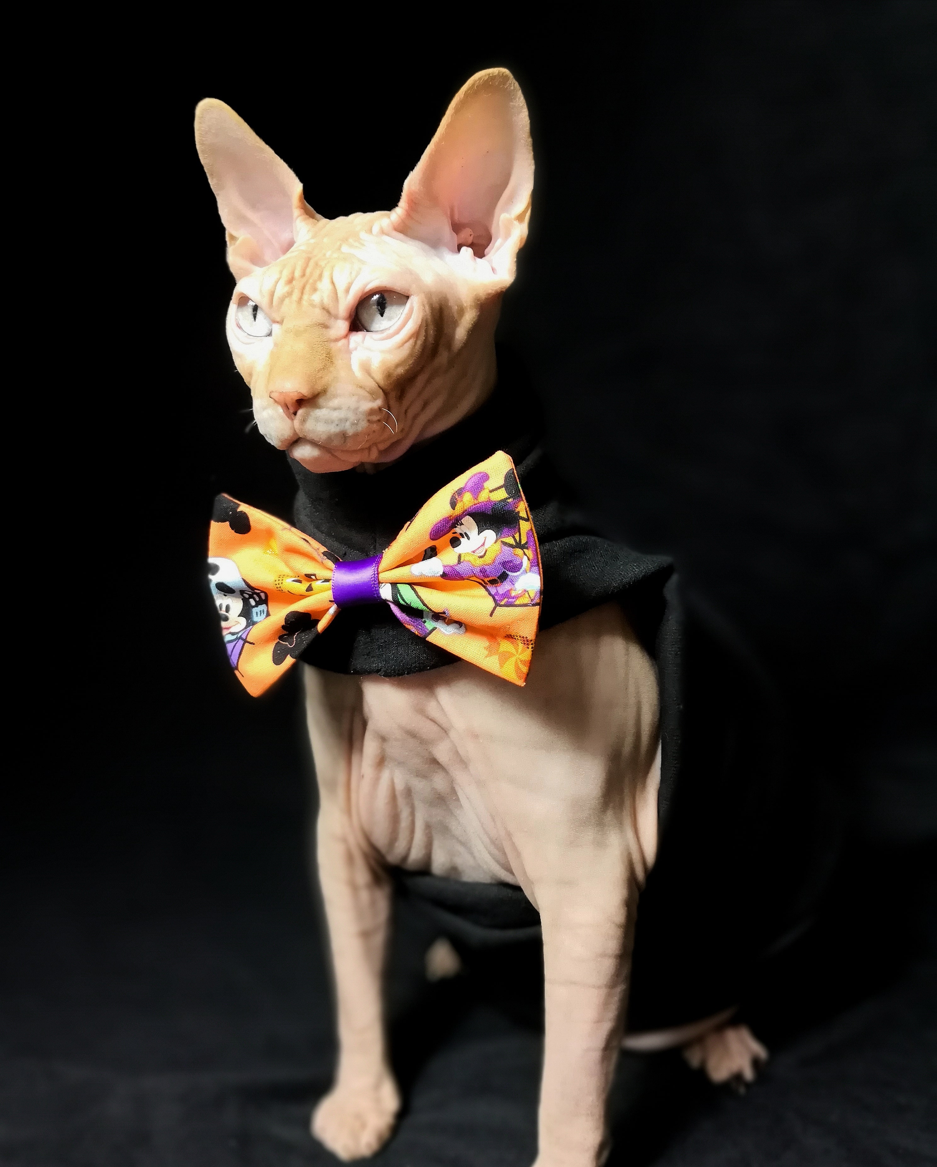Halloween Bowies Set (Bowtie & Swag) · Sphynx Swag · Online Store Powered  by Storenvy