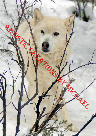 Peek A Boo White Wolf