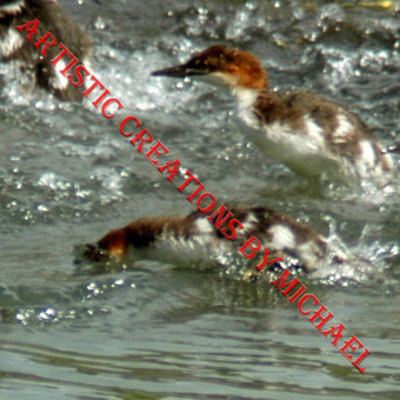 Ducks playing around