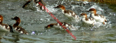 Ducks Playing Around