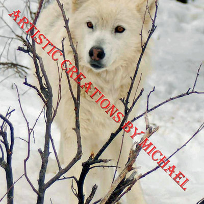 Peek a boo white wolf