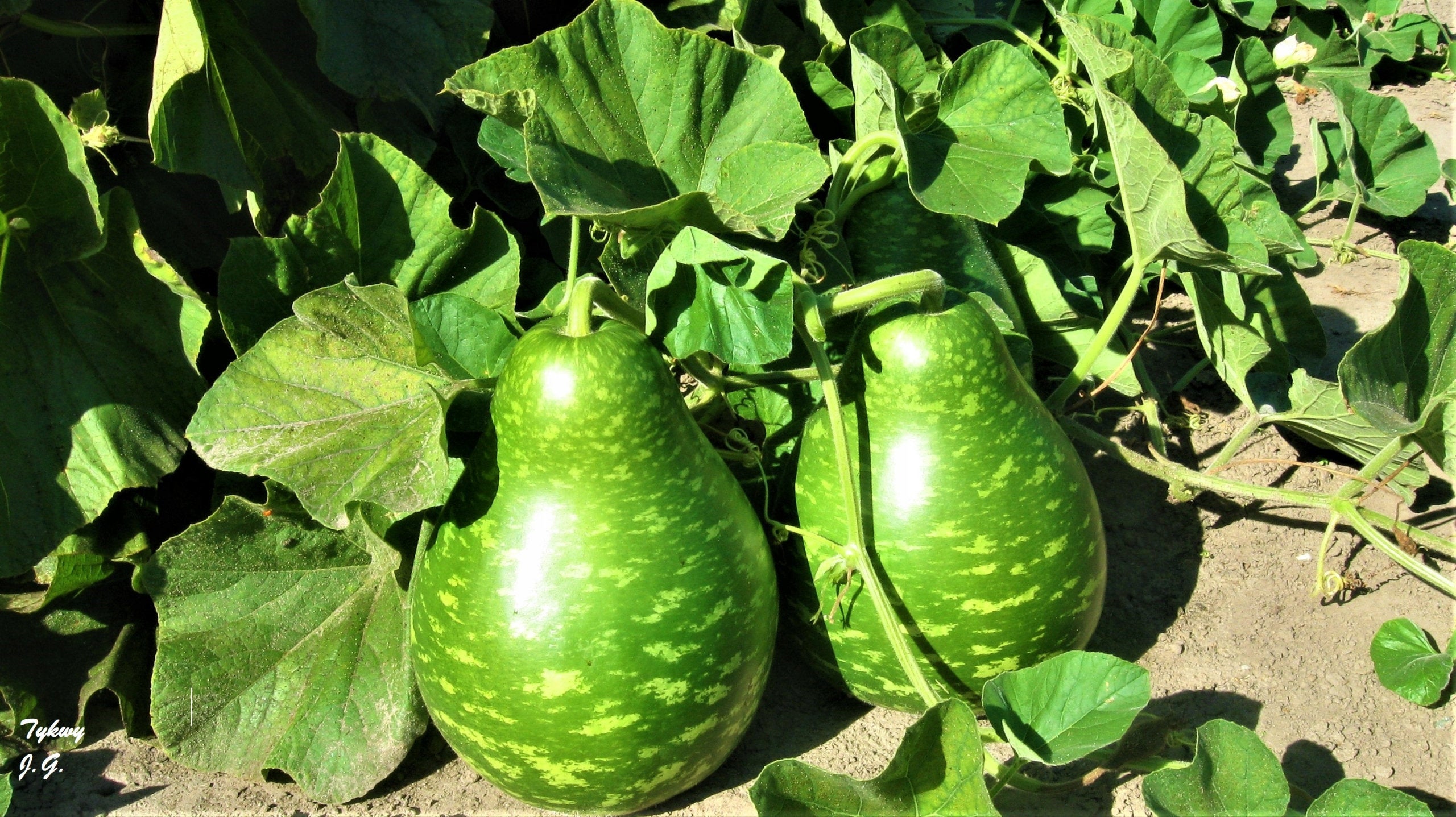 Gourd Unique 6 seeds Edible Flowers on Storenvy