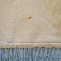 Girls Baby Phat Cream/Light Blue Jacket - Thumbnail 3