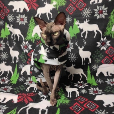 Christmas cabin in the woods