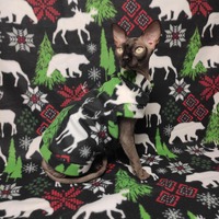 Christmas Cabin In The Woods - Thumbnail 1