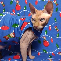 Chippendale's - Thumbnail 1