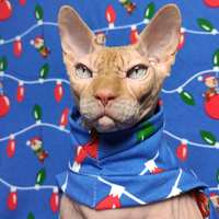 Chippendale's - Thumbnail 2