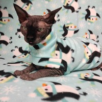 Frolicking Penguins - Thumbnail 1