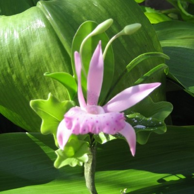 "lavender/purple" orchid corsage/boutonniere!!