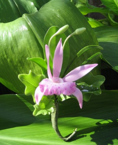 "LAVENDER/PURPLE" ORCHID CORSAGE/BOUTONNIERE!!
