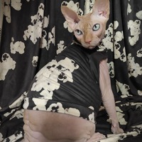 My Insatiable One - Thumbnail 1