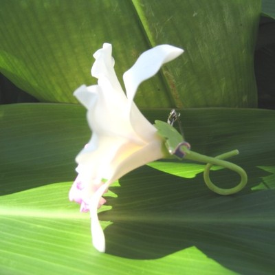 "white & pink" cattleya orchid corsage/boutonniere!