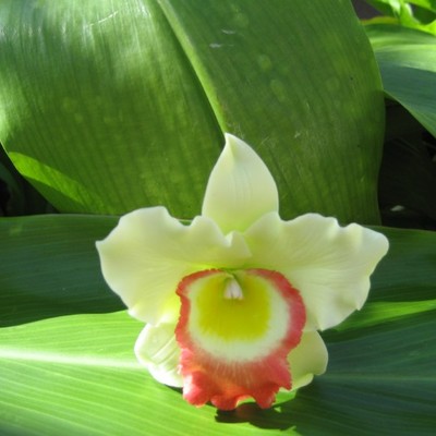 Green cattleya orchid corsage/boutonniere! - Thumbnail 1