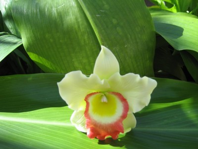 GREEN CATTLEYA ORCHID CORSAGE/BOUTONNIERE!