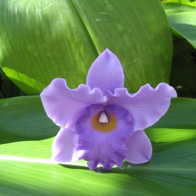 "purple" cattleya orchid corsage/boutonniere! - Thumbnail 1
