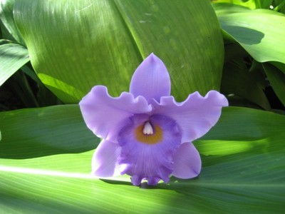 "PURPLE" CATTLEYA ORCHID CORSAGE/BOUTONNIERE!