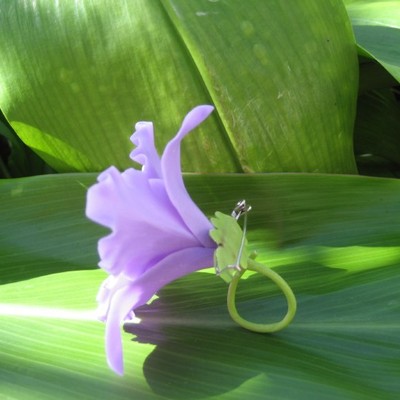 "purple" cattleya orchid corsage/boutonniere!