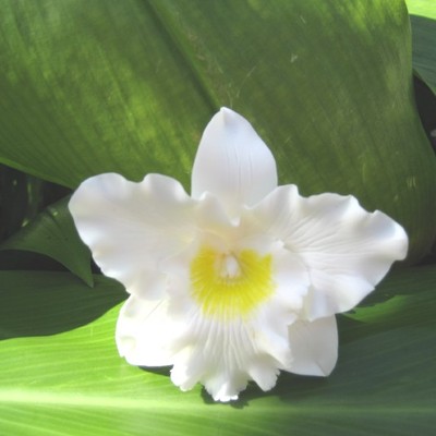 "white with yellow" orchid corsage/boutonniere! - Thumbnail 1