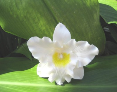"WHITE with YELLOW" ORCHID CORSAGE/BOUTONNIERE!